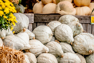 Image showing blue pumpkins on farmers market display