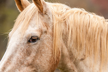 Image showing beautiful gray horse portrait