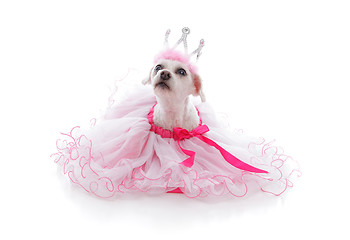 Image showing Pampered Princess or Ballerina pet