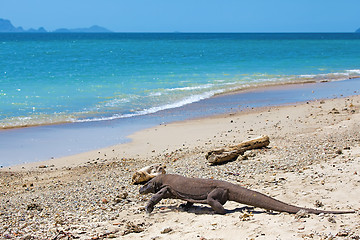 Image showing Komodo Dragon