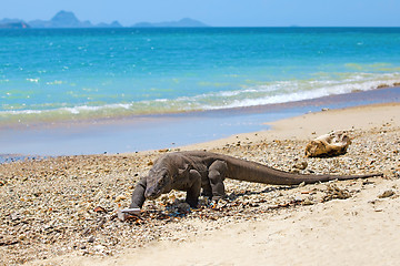 Image showing Komodo Dragon