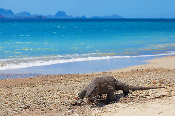 Image showing Komodo Dragon