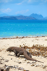 Image showing Komodo Dragon