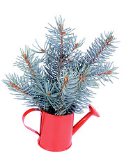 Image showing Blue Spruce Branch