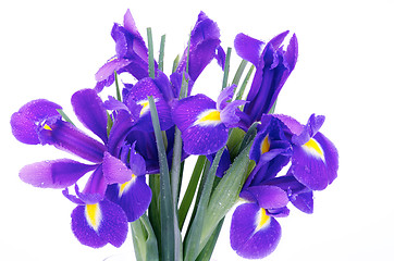 Image showing Iris Bunch