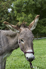 Image showing head of single brown donkey outdoors