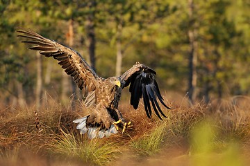 Image showing White-tailed eagle landing