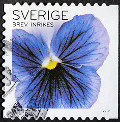 Image showing Pansy Stamp