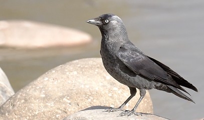 Image showing Jackdaw