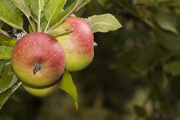 Image showing apples