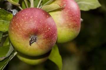 Image showing apples