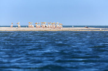 Image showing pink pelicans