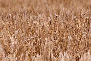 Image showing Ears of ripe wheat