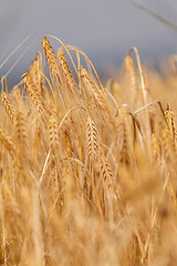 Image showing Ears of ripe wheat