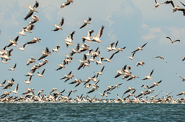 Image showing flock of pink pelicans