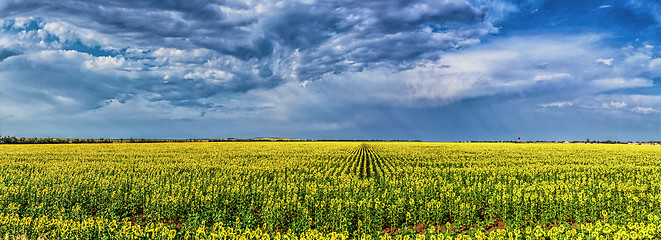 Image showing field of sunflowers