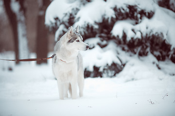 Image showing siberian husky