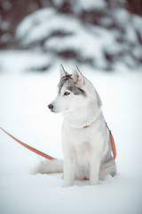 Image showing siberian husky