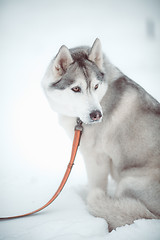 Image showing siberian husky