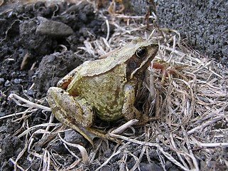 Image showing Frog 2