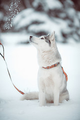 Image showing siberian husky