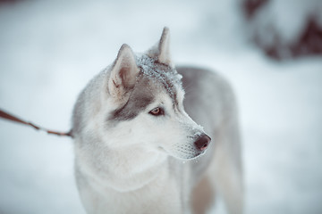 Image showing siberian husky