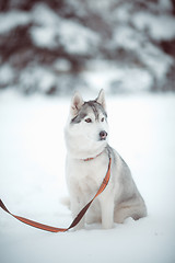 Image showing siberian husky