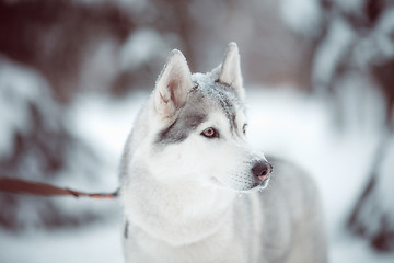 Image showing siberian husky