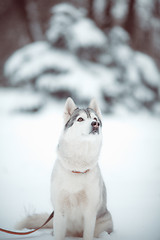 Image showing siberian husky