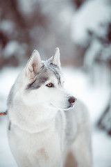 Image showing siberian husky