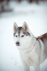 Image showing siberian husky