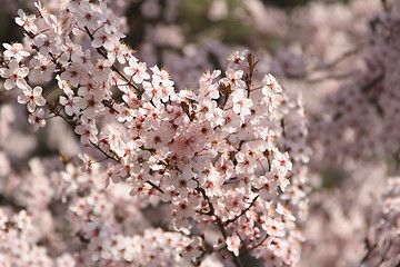 Image showing Apple flowers