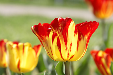 Image showing Tulips field