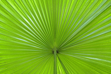 Image showing Palm leaf abstract