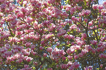 Image showing Magnolia tree background