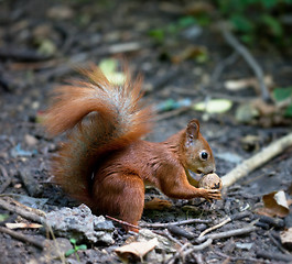 Image showing Red squirrel with walnut in autumn forest