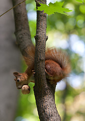 Image showing Red squirrel on tree with walnut in mouth, looking down
