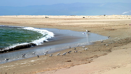 Image showing Beach Birds