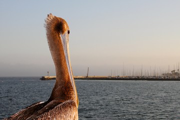 Image showing California Pelican