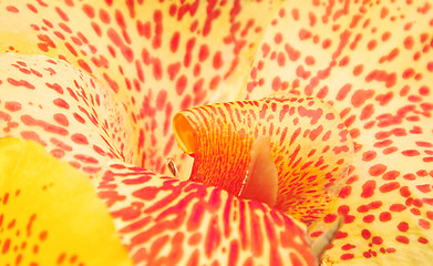 Image showing Orchid abstract