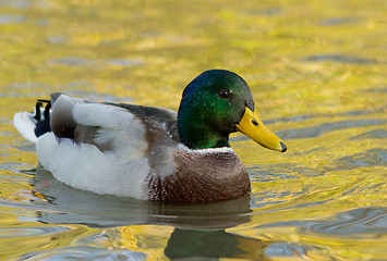 Image showing Mallard