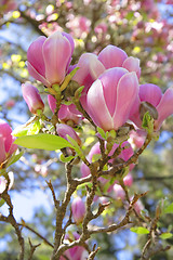 Image showing Magnolia