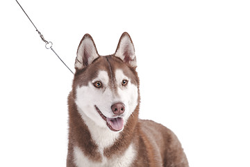 Image showing siberian husky