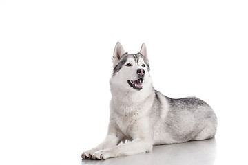 Image showing siberian husky