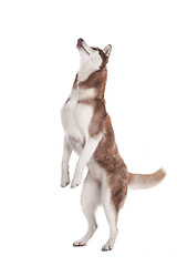 Image showing siberian husky