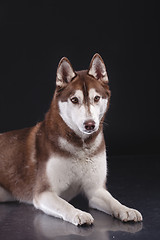 Image showing siberian husky