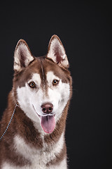 Image showing siberian husky