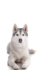 Image showing siberian husky