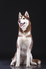 Image showing siberian husky