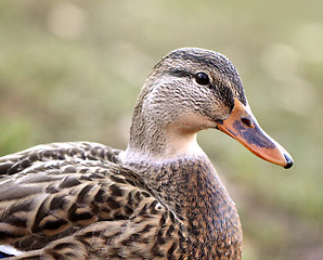 Image showing Portrait of Gadwall